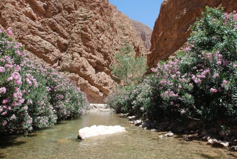 Printemps 2025 au Maroc : 10 Activités Incontournables pour Un Voyage Inoubliable