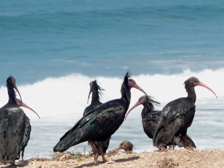 Les Meilleures Excursions au Départ d’Agadir